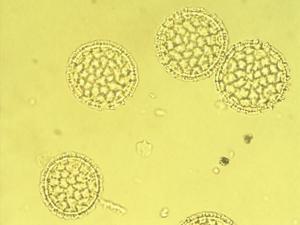 Tribulus cistoides pollen