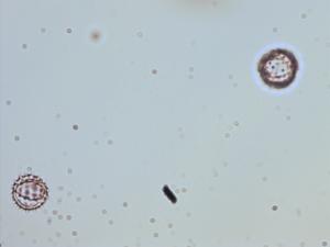 Archibaccharis serratifolia pollen