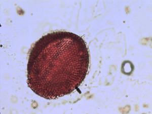Linum tenuifolium pollen