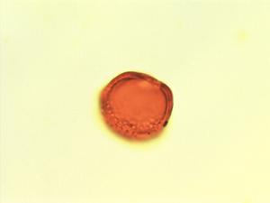 Eriosema glomeratum pollen