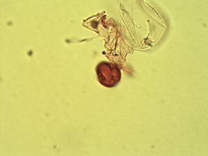 Homalium planiflorum pollen