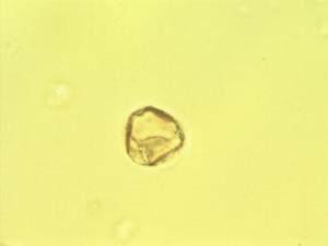 Ximenia caffra pollen
