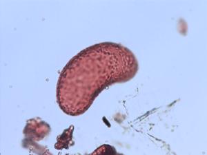 Pleopeltis angusta pollen