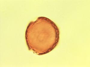 Rhynchosia pollen