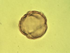 Diospyros crassiflora pollen