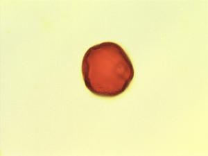 Cola lateritia pollen