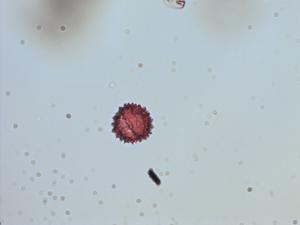 Archibaccharis asperifolia pollen