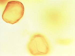 Chytranthus macrobotrys pollen