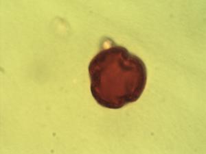 Clutia affinis pollen