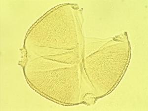 Neptunia pollen