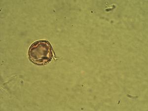 Lepidium didymum pollen