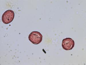 Aquilegia vulgaris pollen