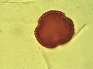 Cleistanthus polystachyus pollen