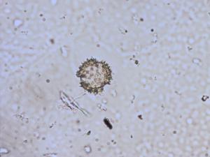 Antennaria dioica pollen