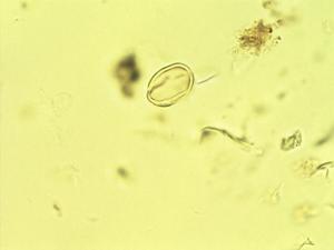 Stemodia verticillata pollen