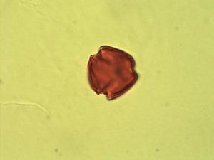 Pollen from the plant Genus Caloncoba.