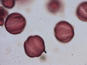 Salvia officinalis pollen