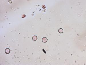 Cynoglossum officinale pollen