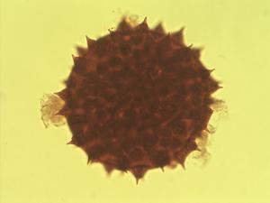 Gossypium klotzschianum pollen