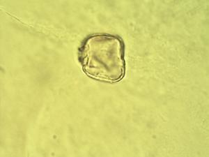 Cyperus fertilis pollen