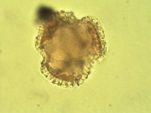 Pelargonium ionidiflorum pollen