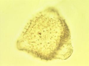 Macrotyloma axillare pollen