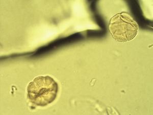 Mentha piperita pollen